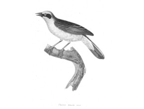 Agrandir l'image - fenêtre modale