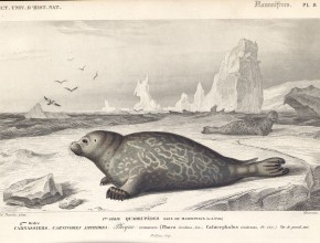 Agrandir l'image - fenêtre modale