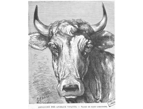 Agrandir l'image - fenêtre modale